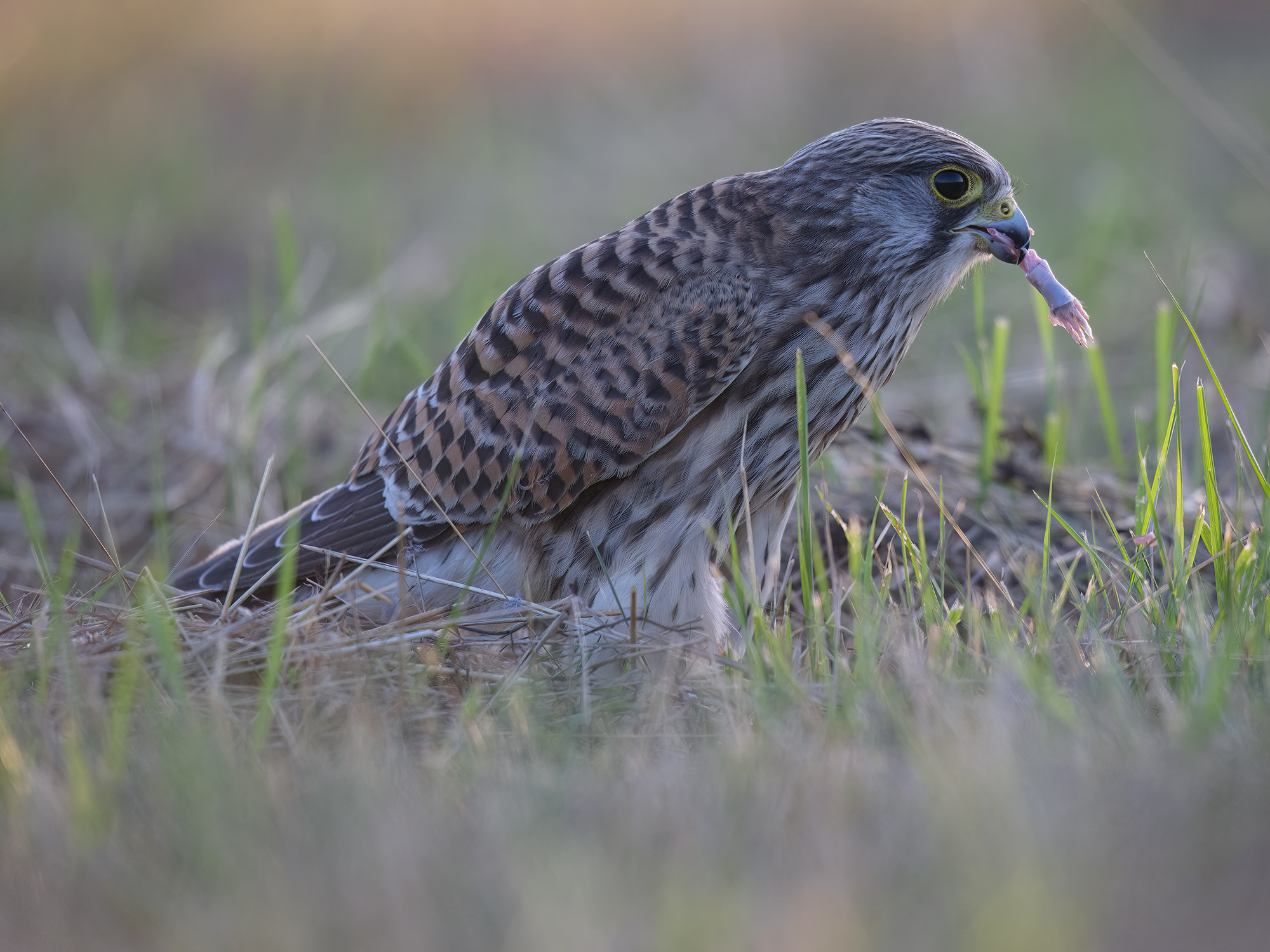 Als der Turmfalke ...